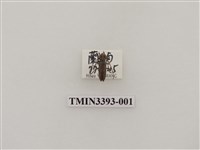 藏品(綾紋小天牛)的圖片